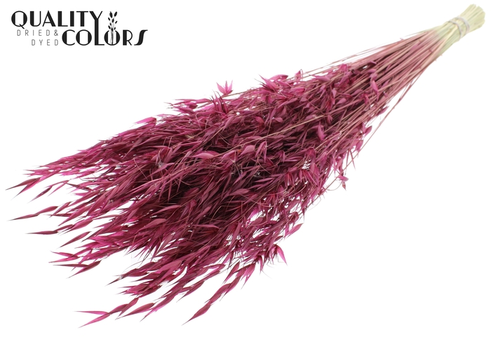 <h4>Avena Wild per bunch Burgundy</h4>
