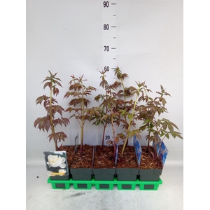 Paeonia lact. 'Shirley Temple'