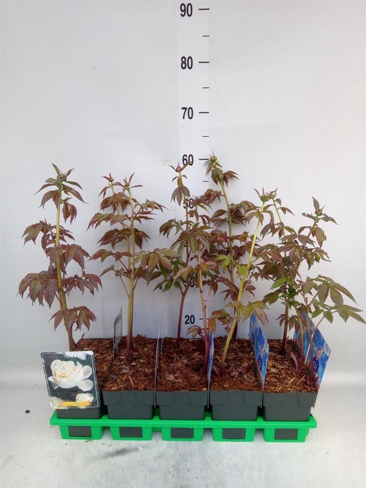 <h4>Paeonia lact. 'Shirley Temple'</h4>