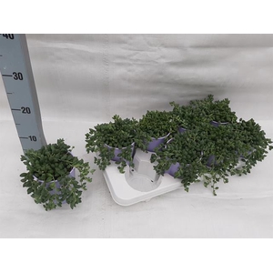 Senecio herreianus 10,5Ø 18cm