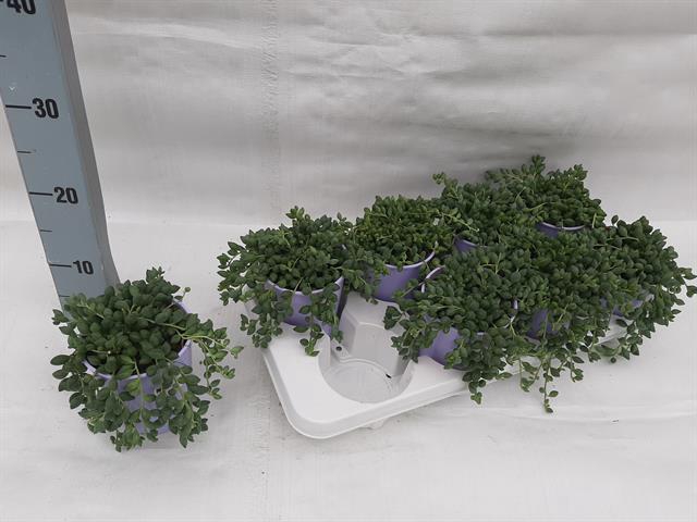 Senecio herreianus 10,5Ø 18cm