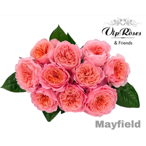 R GR MAYFIELD!