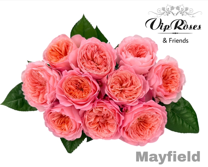 <h4>R GR MAYFIELD!</h4>