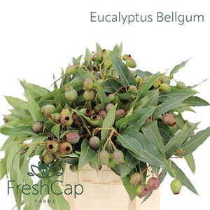 Eucalyptus Bellgum