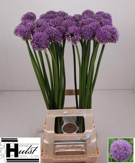 <h4>ALLIUM GLADIATOR</h4>