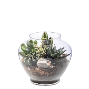 ARRANGEMENTE IN GLASS TERRARIUM Ø 21 H 20 - IN CARDBOARD BOX 24X24 CM (CACTUS EN SUCCULENTEN)