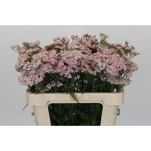 Achillea Millefolium Lilac Beauty