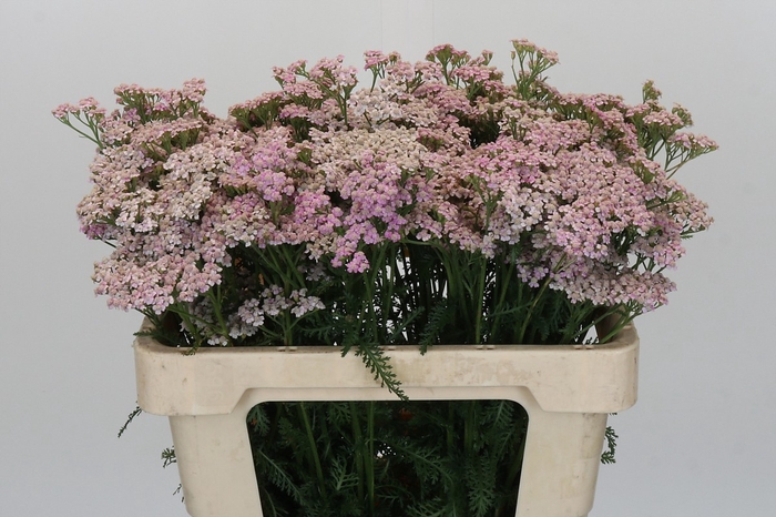 <h4>Achillea Millefolium Lilac Beauty</h4>