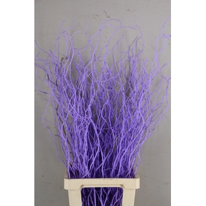 Salix Tortuosa Milka