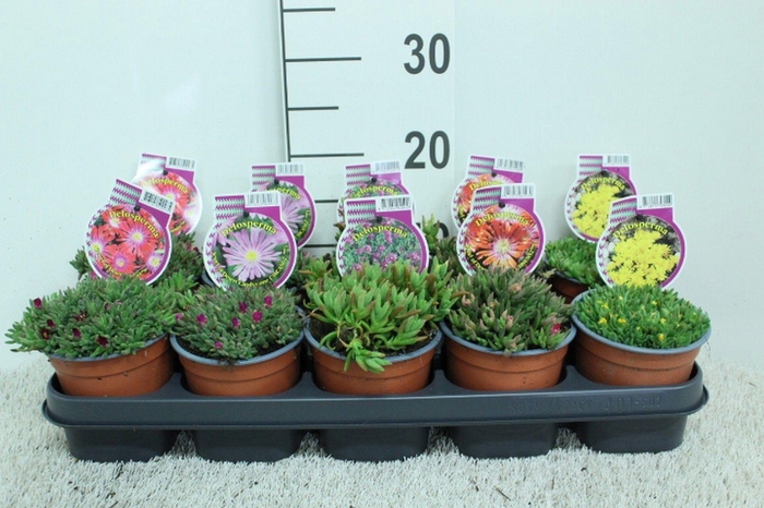 <h4>Delosperma mix P12 (potgekweekt)</h4>