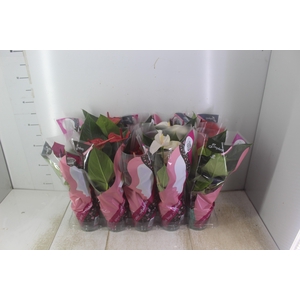 ANTHURIUM VARIADO P12