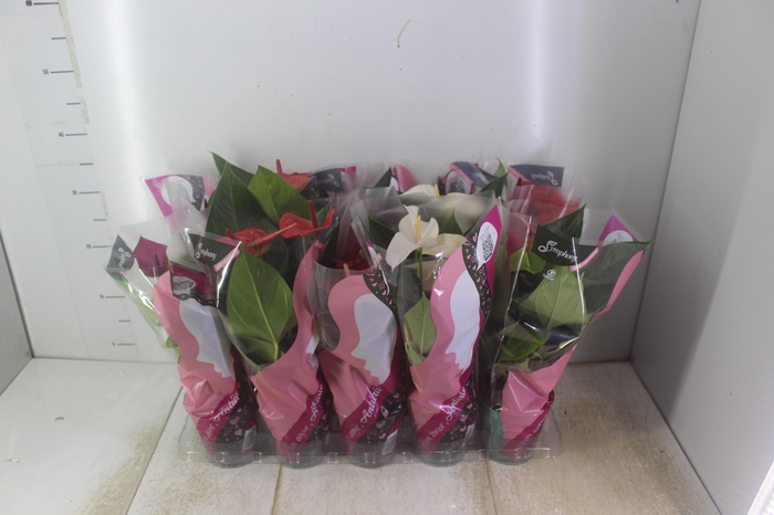 ANTHURIUM VARIADO P12