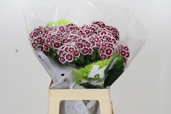 <h4>Dianthus Br Kiwi Maroon XXL</h4>