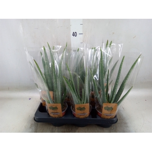 Aloe vera