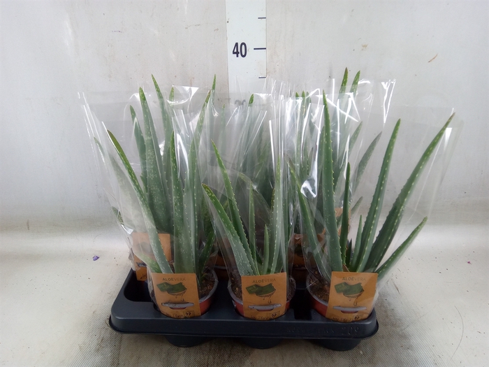 <h4>Aloe vera</h4>