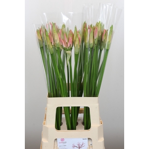 Nerine Vesta K