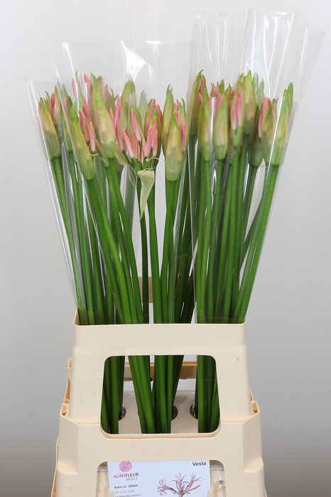 <h4>Nerine Vesta K</h4>