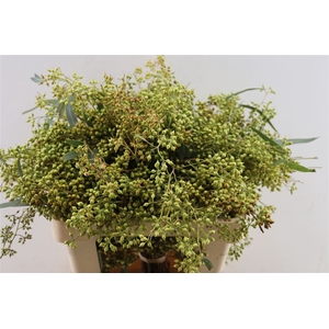 Euca Exotica Berry 60cm P Bunch