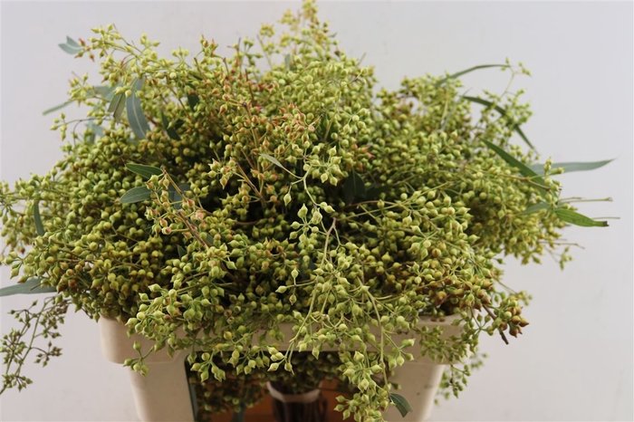 <h4>Euca Exotica Berry 60cm P Bunch</h4>