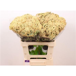 ACHIL NEONGL SAFFRON