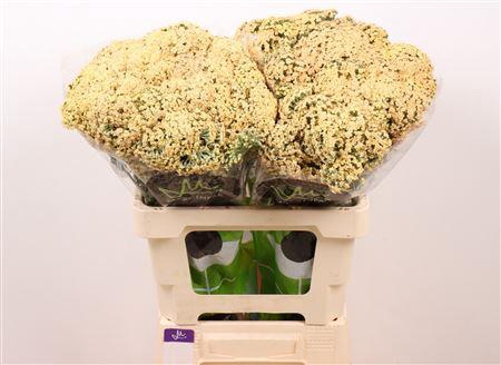 <h4>ACHIL NEONGL SAFFRON</h4>