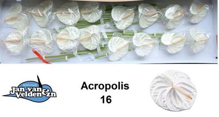 <h4>ANTH A ACROPOLIS X16</h4>
