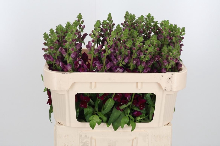 <h4>Antir Antibes Red</h4>