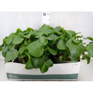 Pilea peperomoides