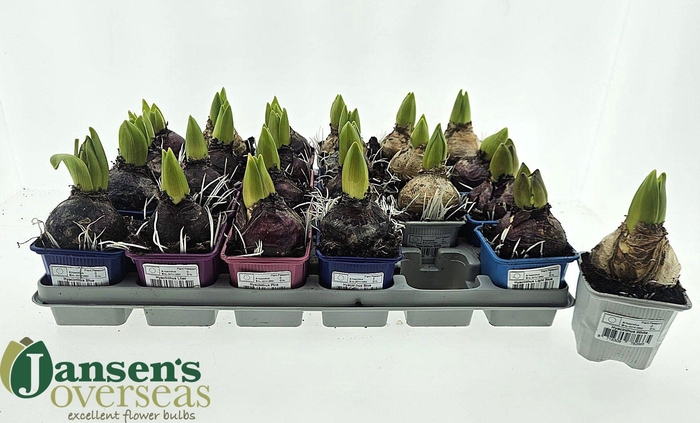 <h4>HYACIN GEM 3 KL</h4>