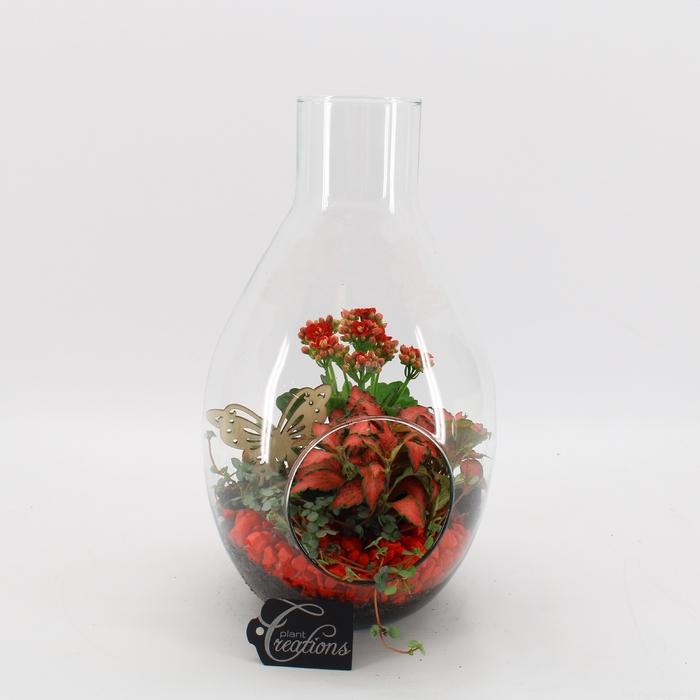 <h4>BACR-2505R Basic fundamentals terrarium</h4>