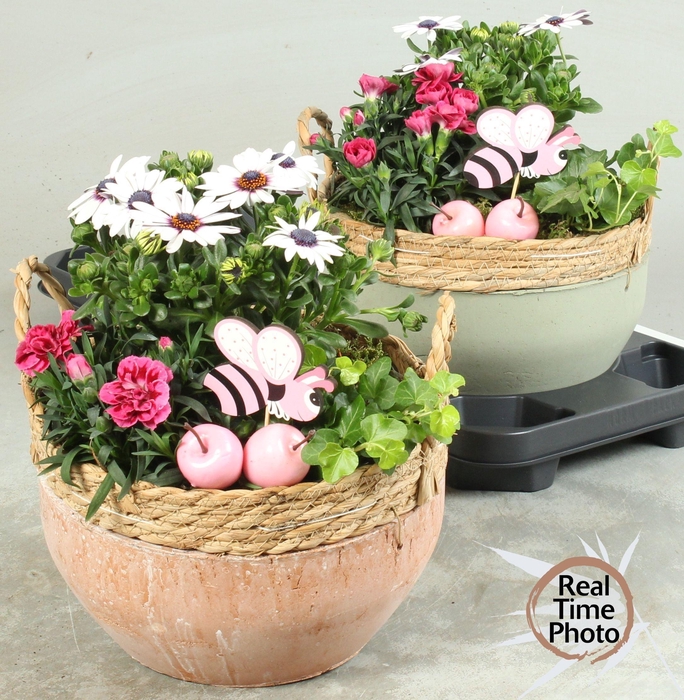 <h4>ARR GARDEN BASKET X2</h4>