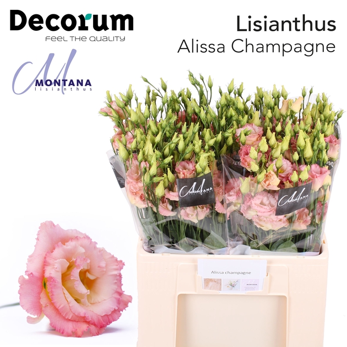 Lisianthus Alissa champagne 60cm