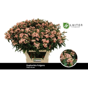 Euph Spray Pink Baron Luiten