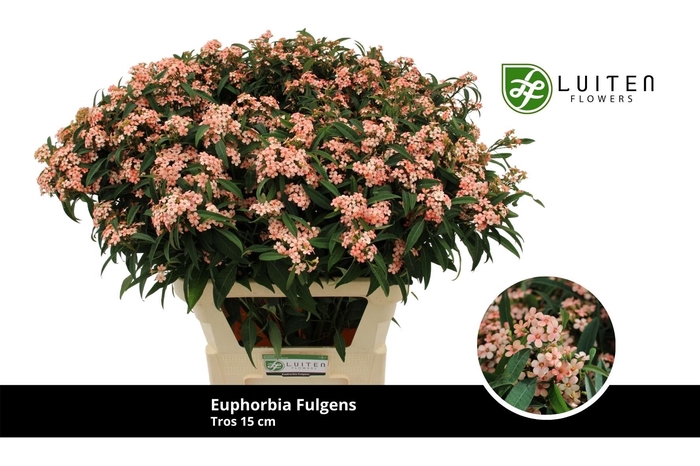 <h4>Euph Spray Pink Baron Luiten</h4>