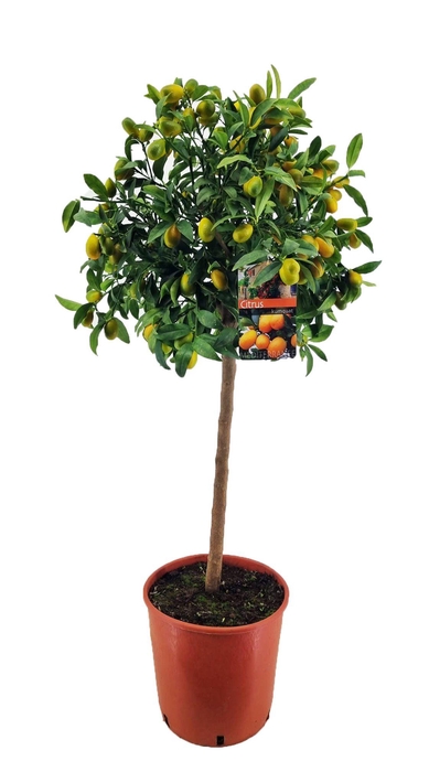 <h4>Citrus Kumquat</h4>