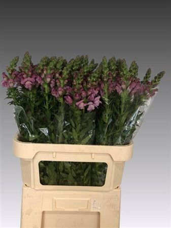 <h4>Antir Maryland Lavender</h4>
