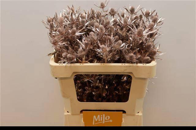 <h4>ERYN PL OV KLB H%</h4>