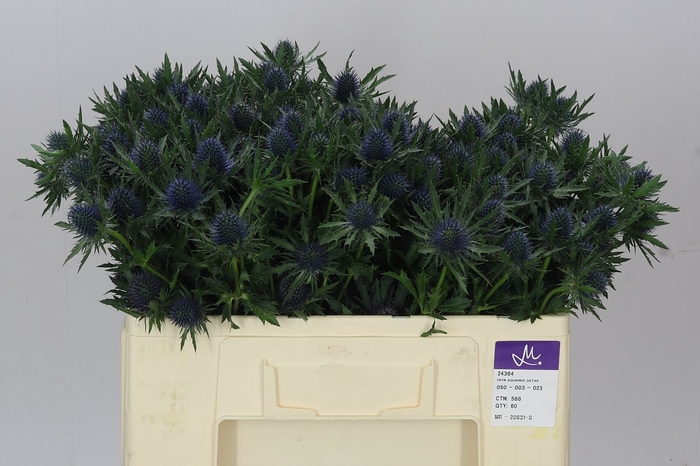 <h4>Eryngium Aqua</h4>