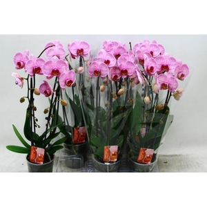 PHAL EL CASCADE
