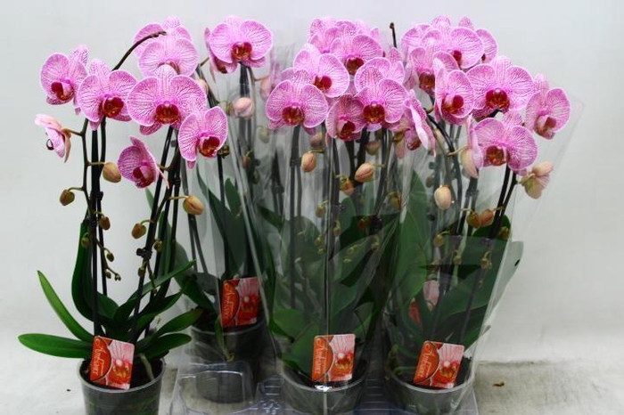 <h4>PHAL EL CASCADE</h4>