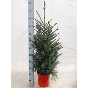 PICEA OMORIKA