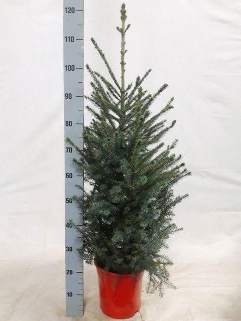 <h4>PICEA OMORIKA</h4>