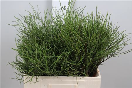 <h4>Vacc Huckleberry</h4>