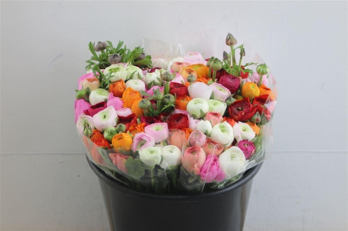 <h4>Ran Xe Mixed 35cm</h4>