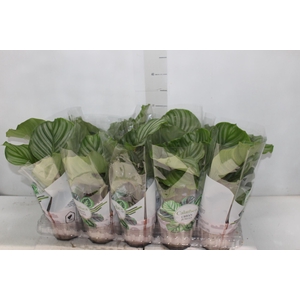 CALATHEA ORBIFOLIA P12