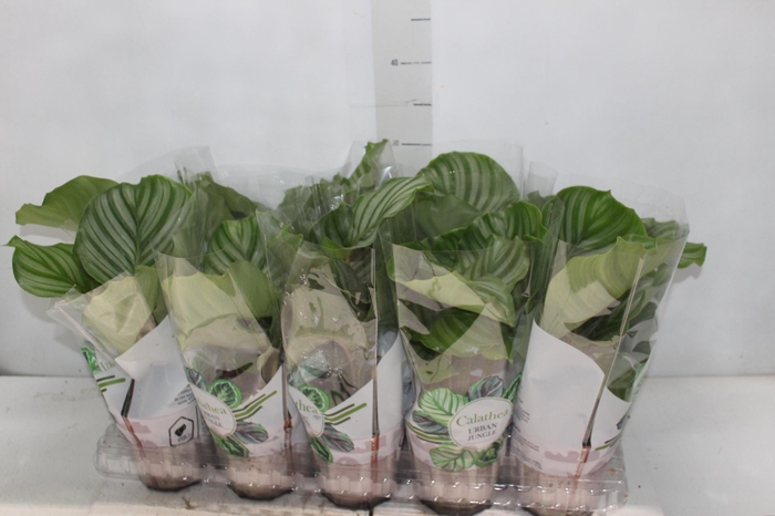 <h4>CALATHEA ORBIFOLIA P12</h4>