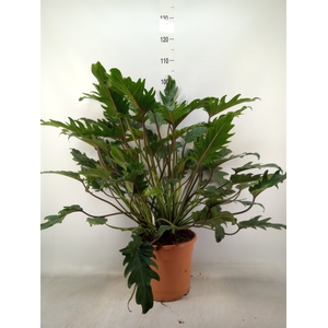 Philodendron  'Xanadu'