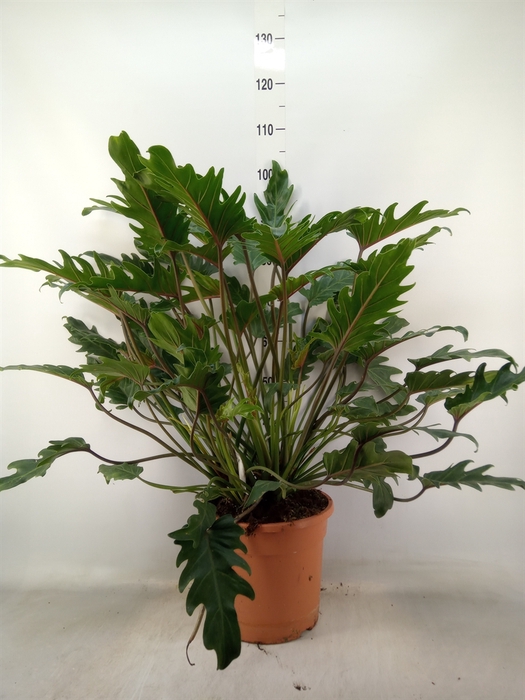 <h4>Philodendron  'Xanadu'</h4>
