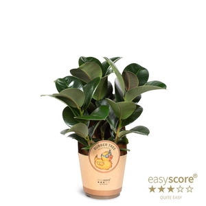 FICUS ELASTICA p17 Sofia paper