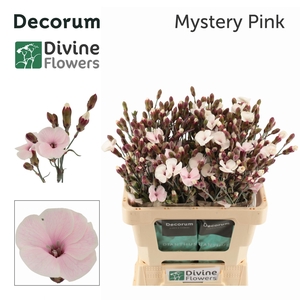 DI TE MYSTERY PINK H%